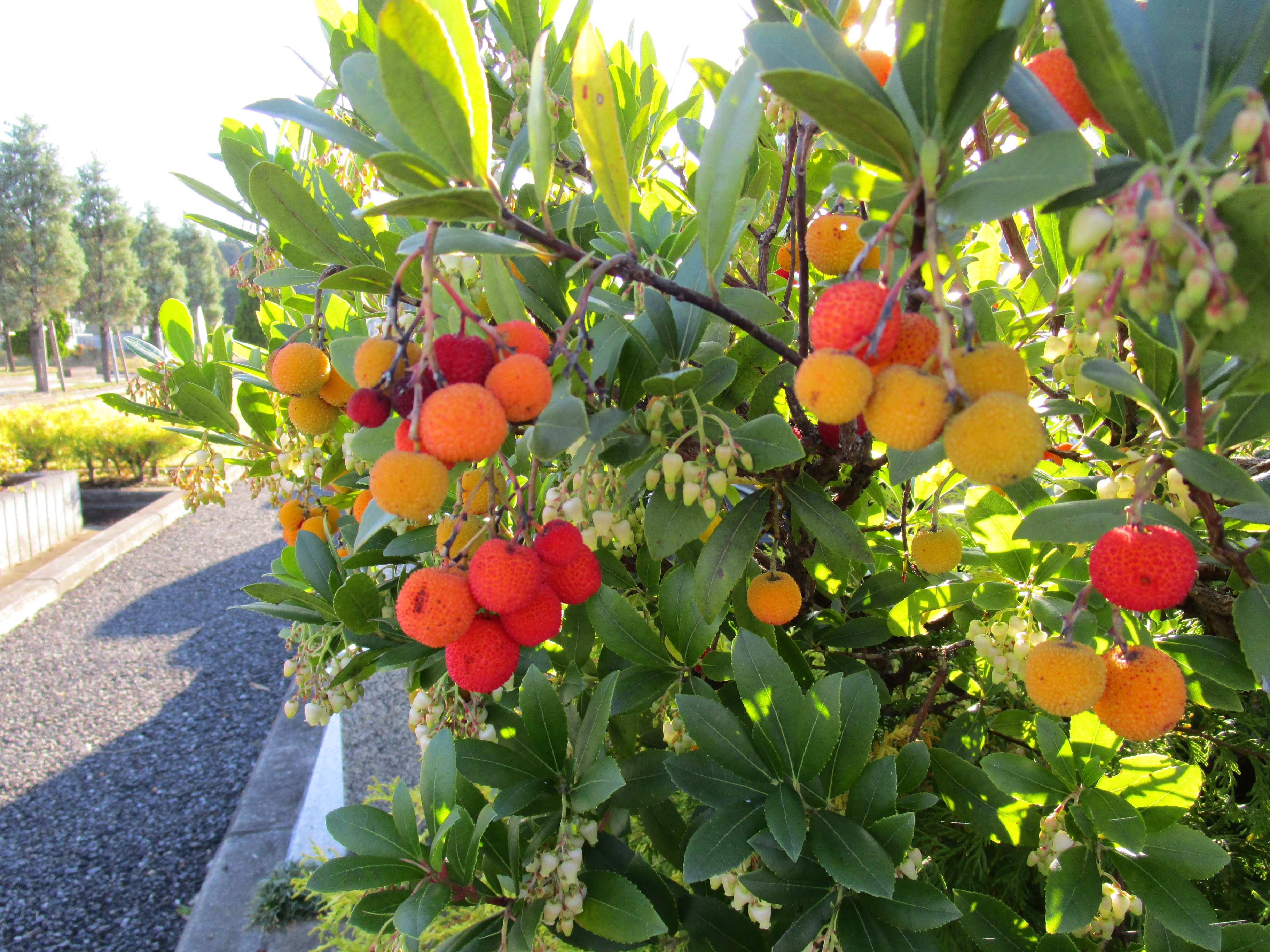 成田メモリアルパークに咲く季節の花