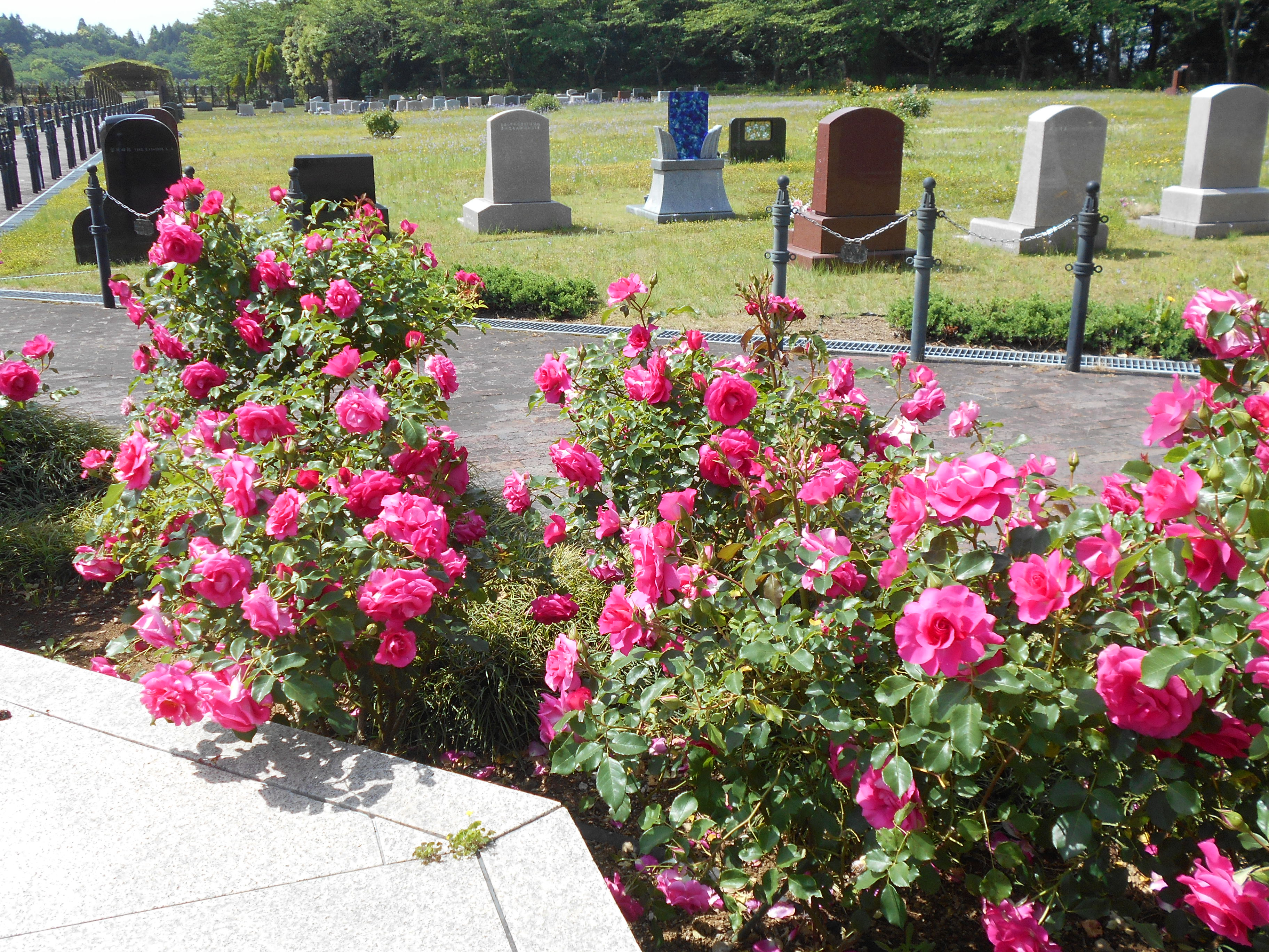 成田メモリアルパーク風景