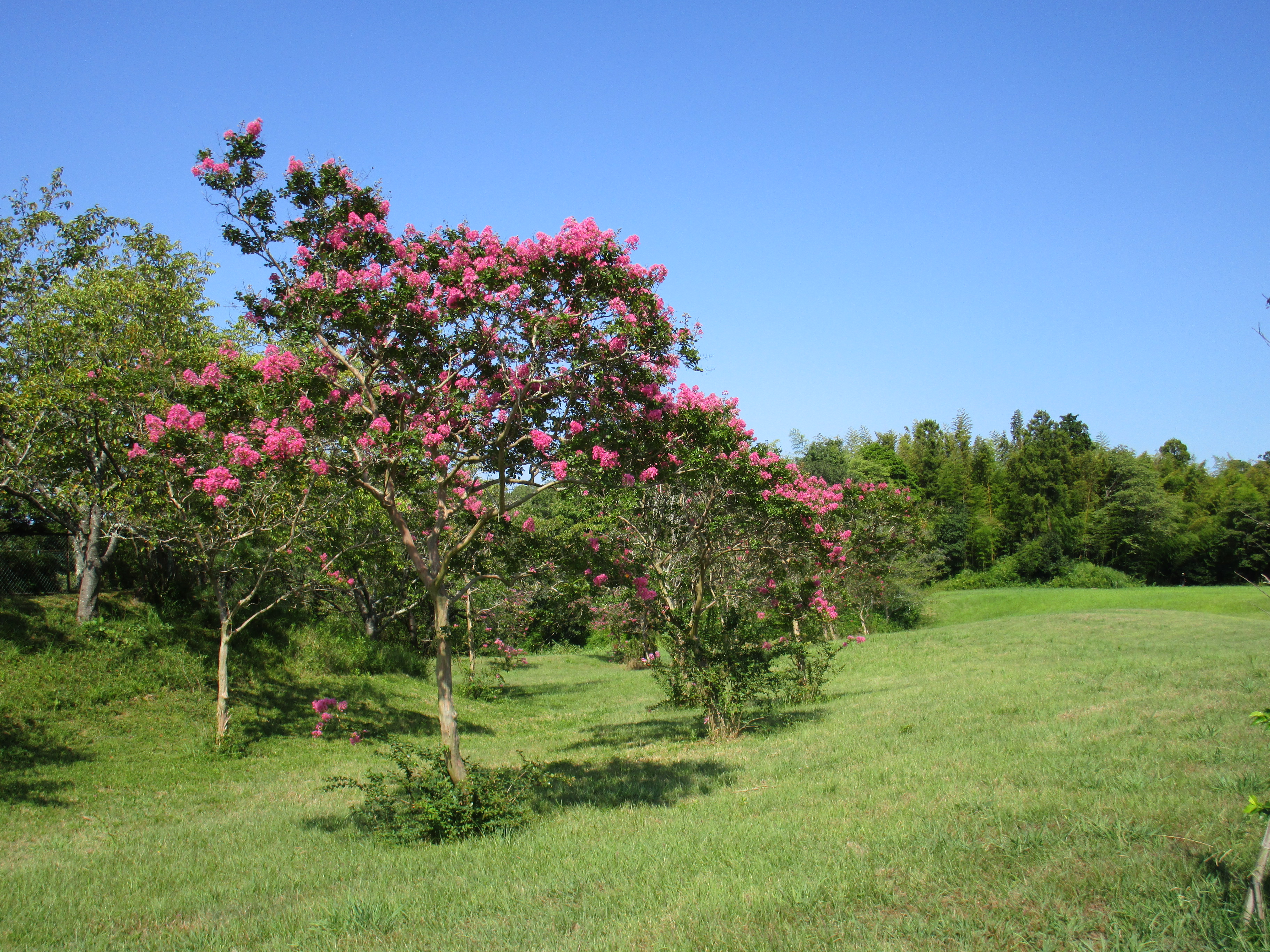 成田メモリアルパーク風景