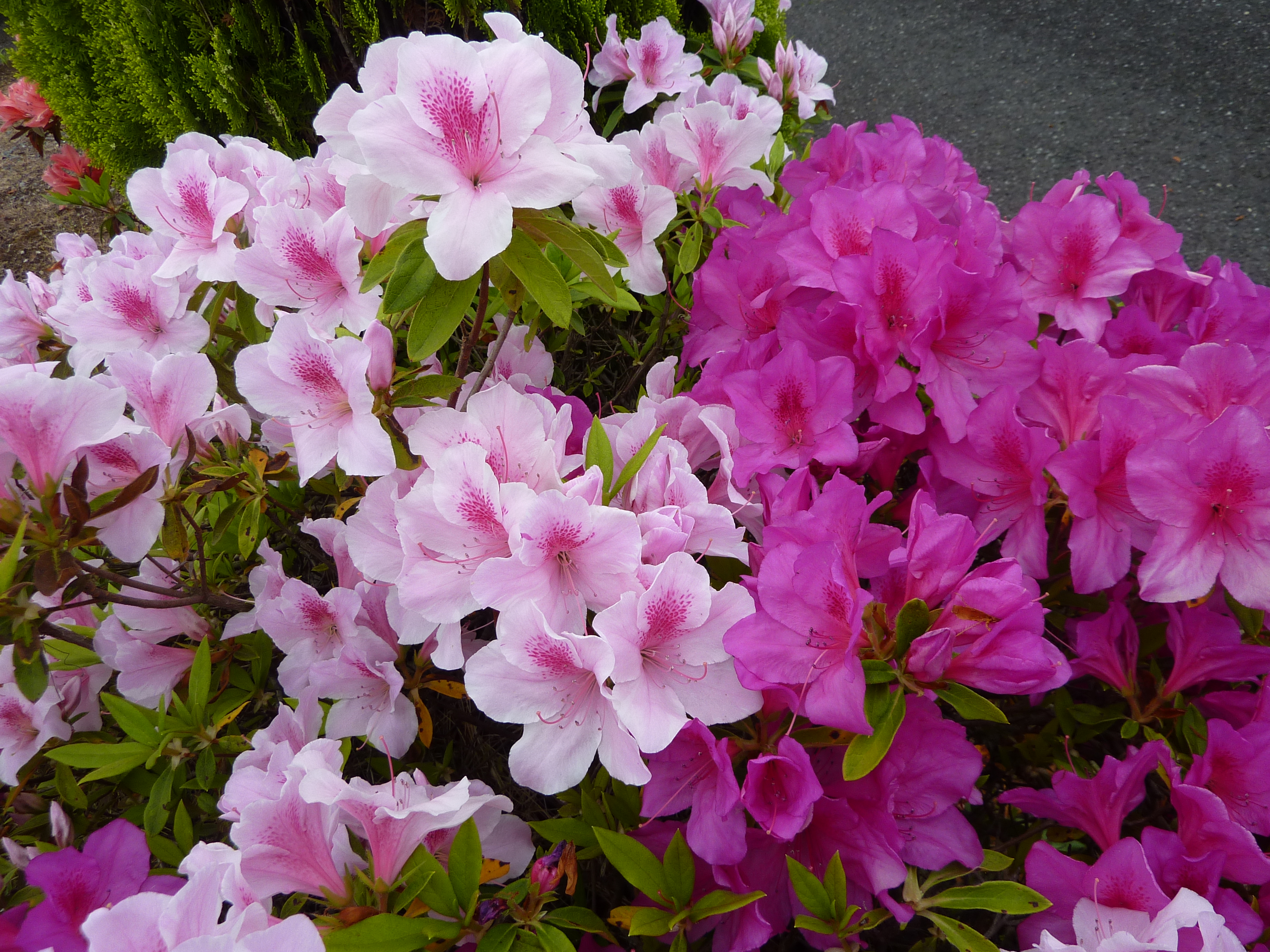 成田メモリアルパークに咲く季節の花
